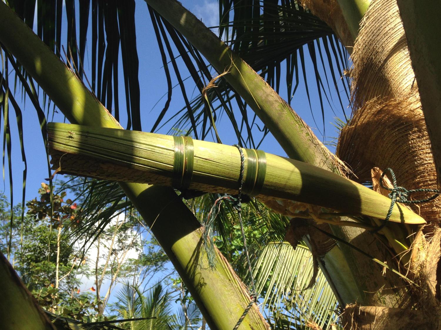 Why Unilever Is Betting Big on Shorter Coconut Trees